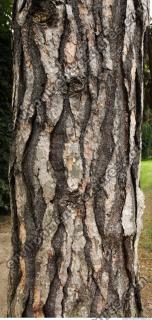 photo texture of tree bark 0001